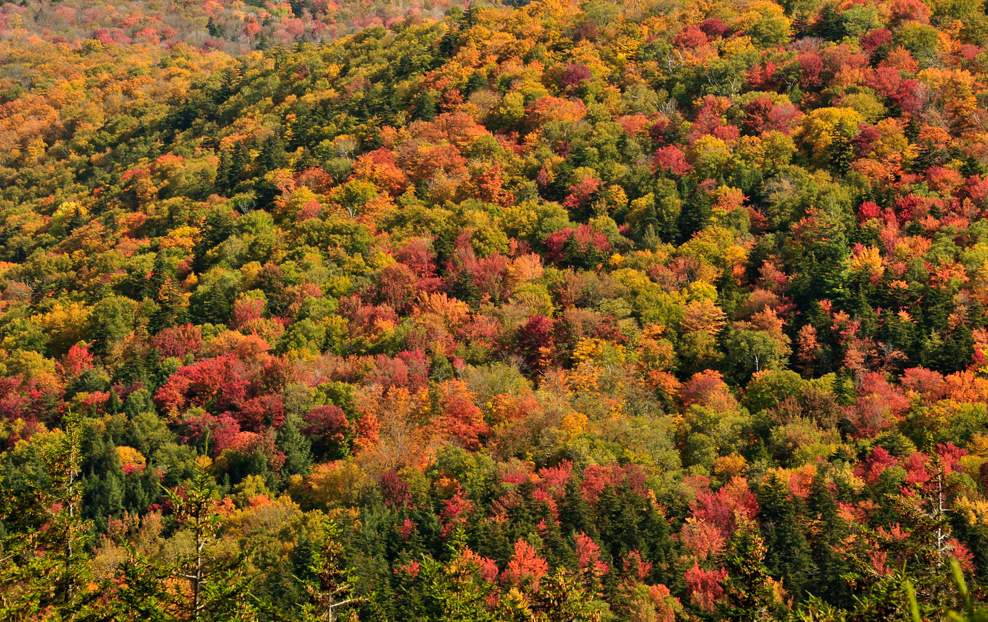 Hike up Mt. Cabot [180 mm, 1/160 sec at f / 13, ISO 400]